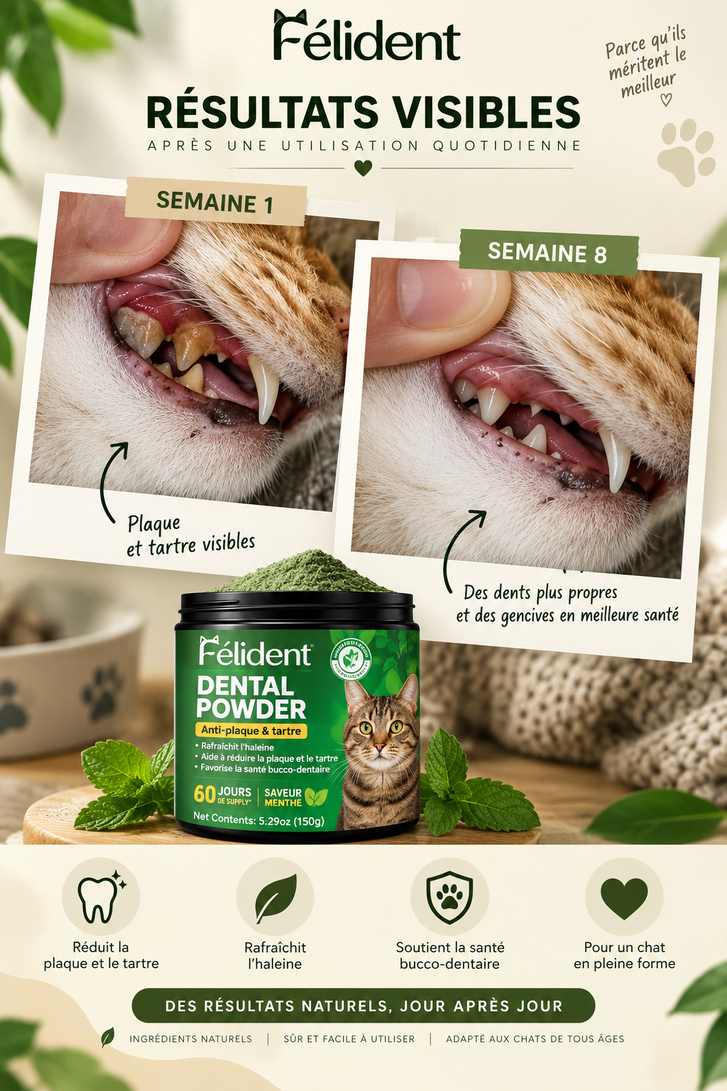 Infographie Félident : dents d'un chat, semaine 1 et semaine 8