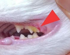 Gros plan sur les dents d'un chat avec de la plaque