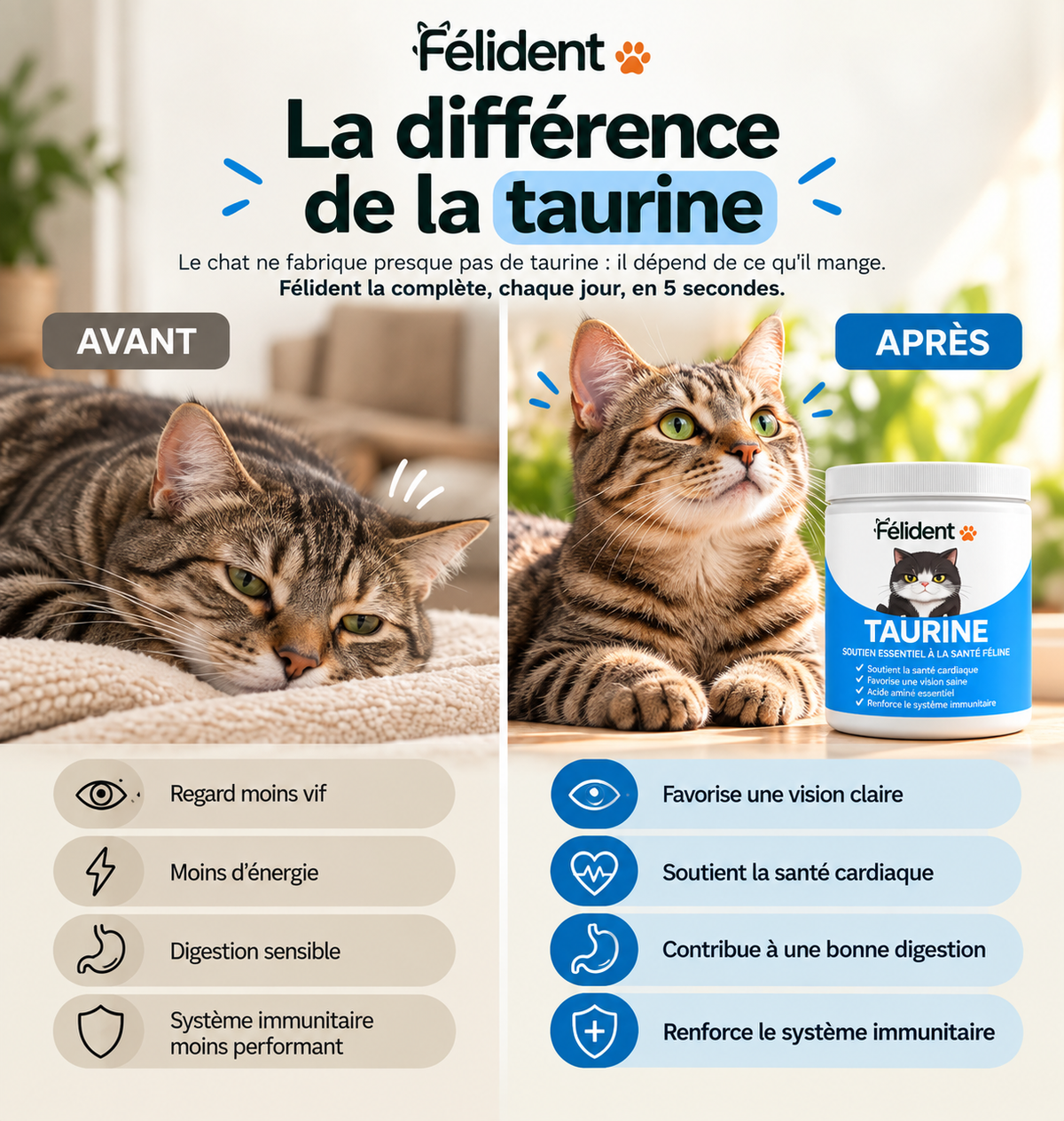 Infographie : avant et après, la différence de la taurine pour votre chat